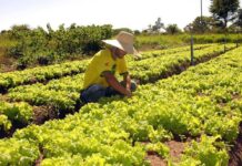 Programa “AgroAmigo” será lançado no distrito de Nova Itamarati