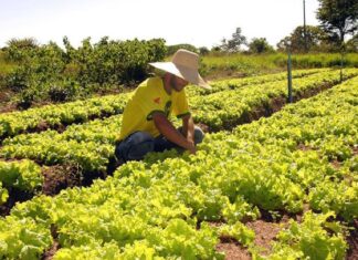 Programa “AgroAmigo” será lançado no distrito de Nova Itamarati