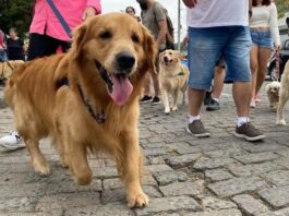 Prefeitura promove 2ª Cãominhada nesta terça-feira no Horto Florestal