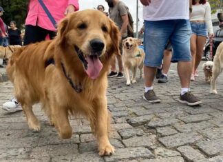 Prefeitura promove 2ª Cãominhada nesta terça-feira no Horto Florestal