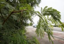 Secretaria de Meio Ambiente realiza poda e manejo de leucena para preservar equilíbrio ambiental
