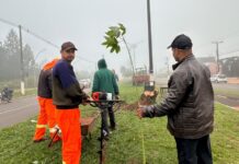 Prefeitura planta 20 árvores nativas na Avenida Brasil