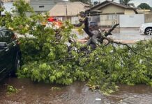 Temporal provoca queda de árvores e interrupção de energia elétrica em Ponta Porã